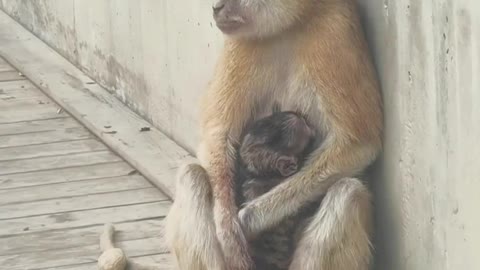 Monkey mother's love