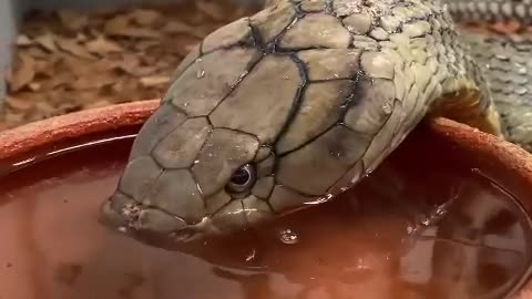Snake drinking
