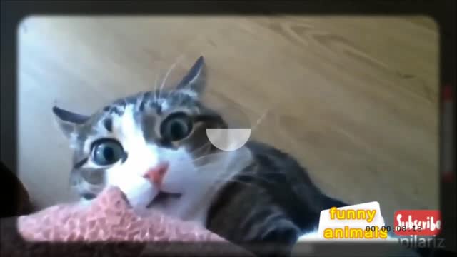 this cat was scared for a few seconds hahahaha