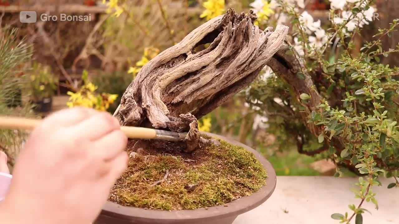 How An Overgrown Bonsai Tree Is Professionally Restored _ Refurbished _ Insider