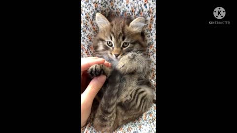 Funny animal