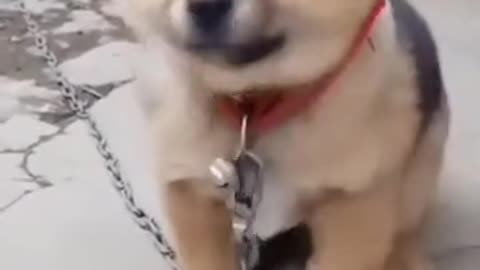 Funny puppy