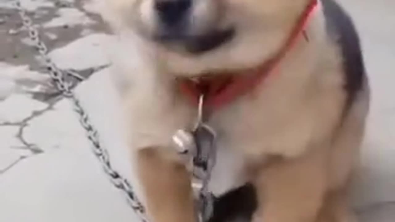 Funny puppy