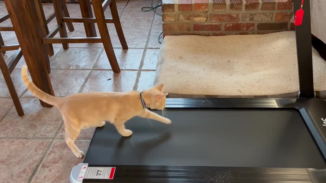 Mouse and the Treadmill (not as catchy as The Mouse and the Motorcycle but its still cute!)