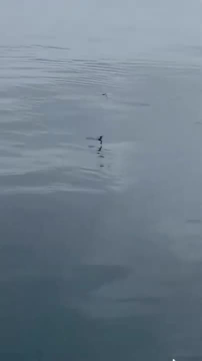 A FLYING FISH 😱😱😱
