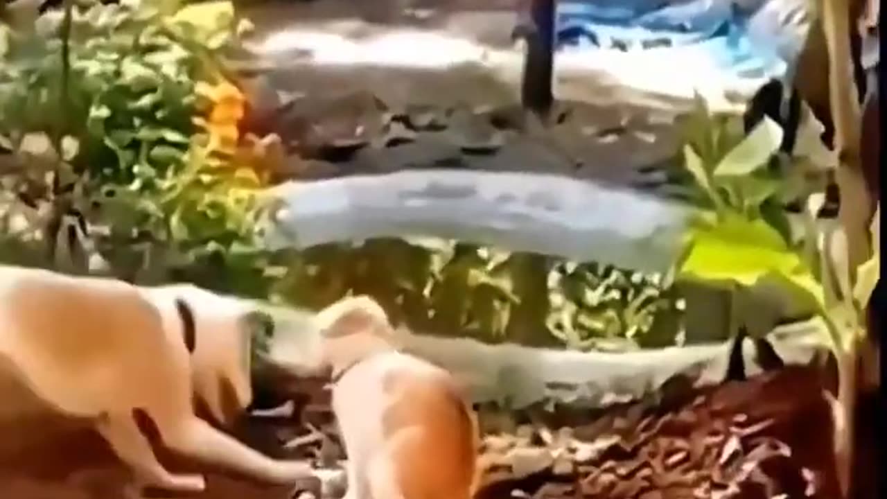 Animal Funny Video # Shorts # Funny