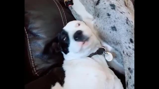 Funny Animal Videos
