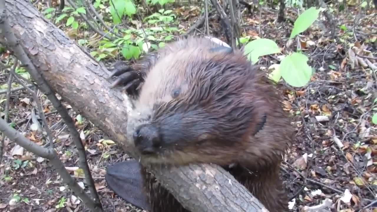 Beaver chews through tree limb: close up footage: See how beavers do it!