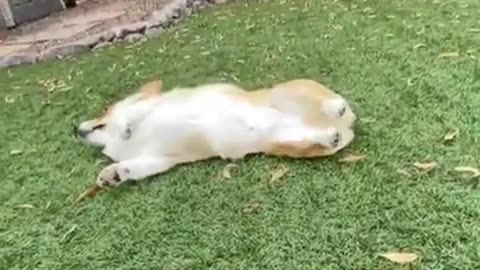 How to make a dog doing yoga