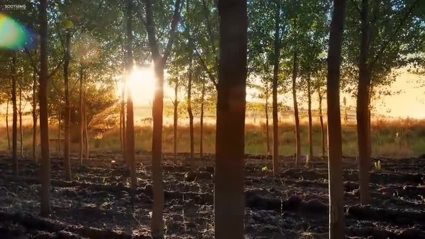 Beautiful Relaxing Music • Peaceful Piano Music