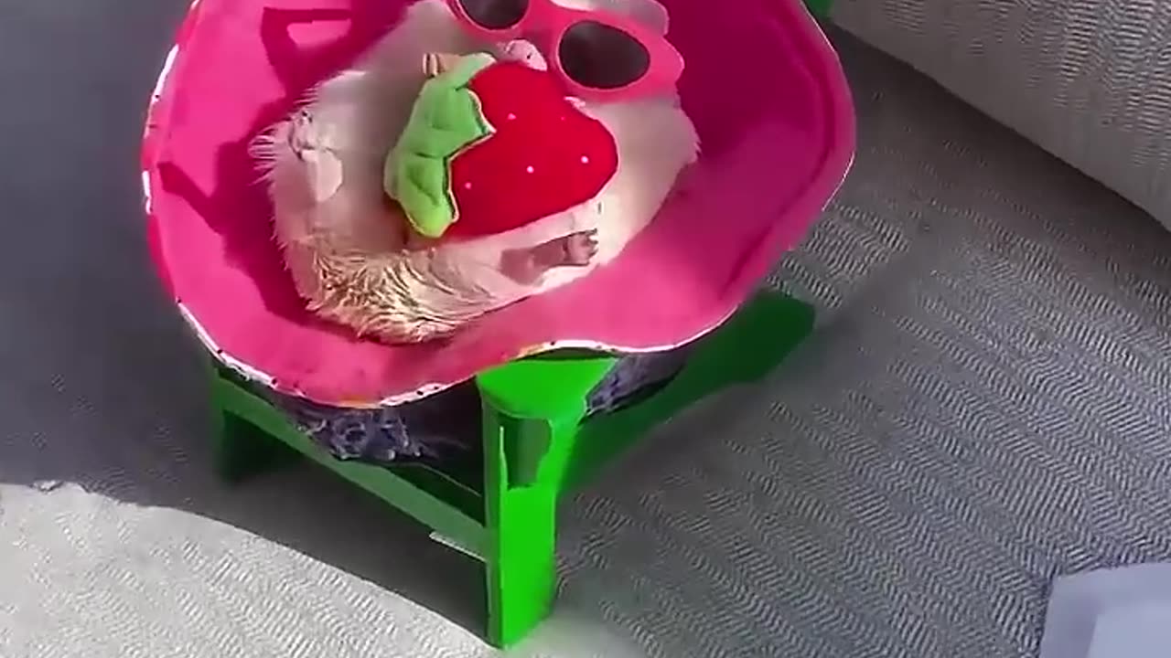 GIRL ADOPTION