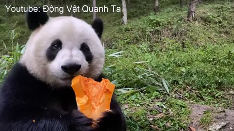 Gấu trúc ăn bí đỏ !