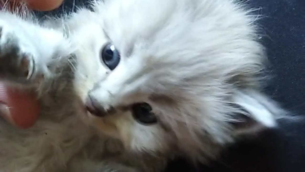 A man is playing with cute cat,Cat is looking gorgeous.