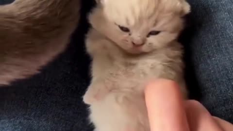 Amazing videos of cat baby !looking so awsm