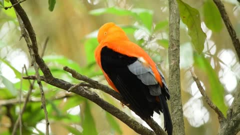 Beautiful bird 🐦 singing