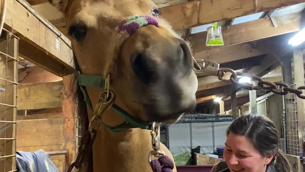 Horse's Lips Wiggle During Massage