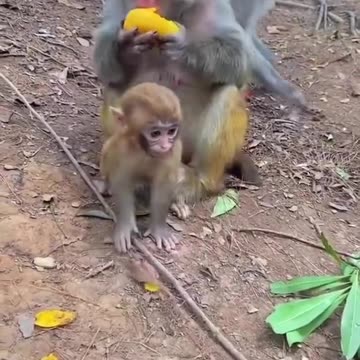 Mother's defense of her young son monkeys