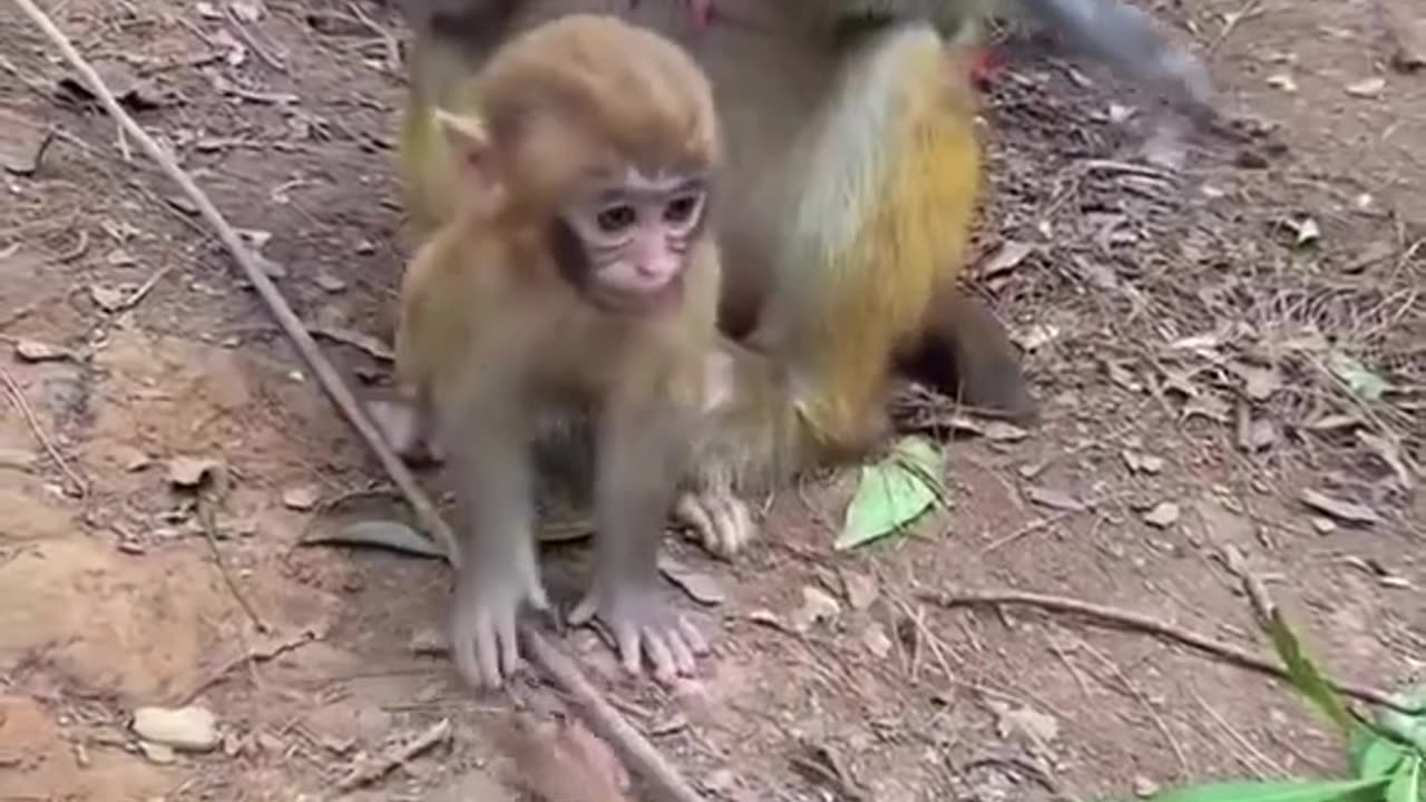 Mother's defense of her young son monkeys