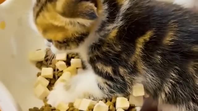 Funny Cats Reacting To Various Things - Hilarious Pet Videos - Funny Animal Videos 2022
