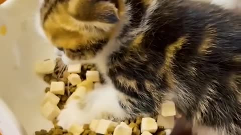 Funny Cats Reacting To Various Things - Hilarious Pet Videos - Funny Animal Videos 2022