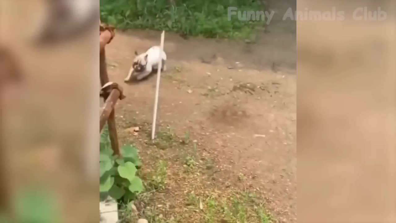 Funny new dog video 🤣🤣