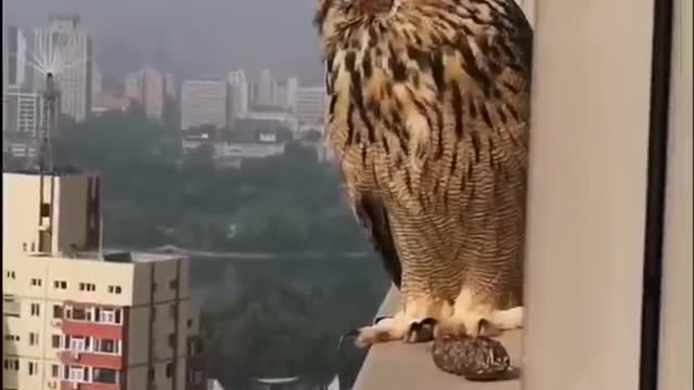 Aren't owls afraid to stand so high