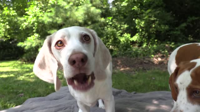 Dogs vs Giant Ant Prank Funny Dogs Maymo, Penny & Potpie Battle Giant Insects