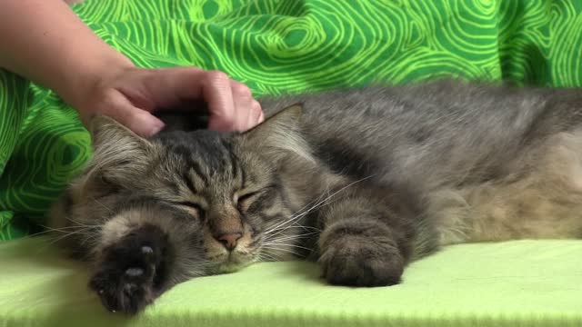 Caressing a Domestic Tabby Cat