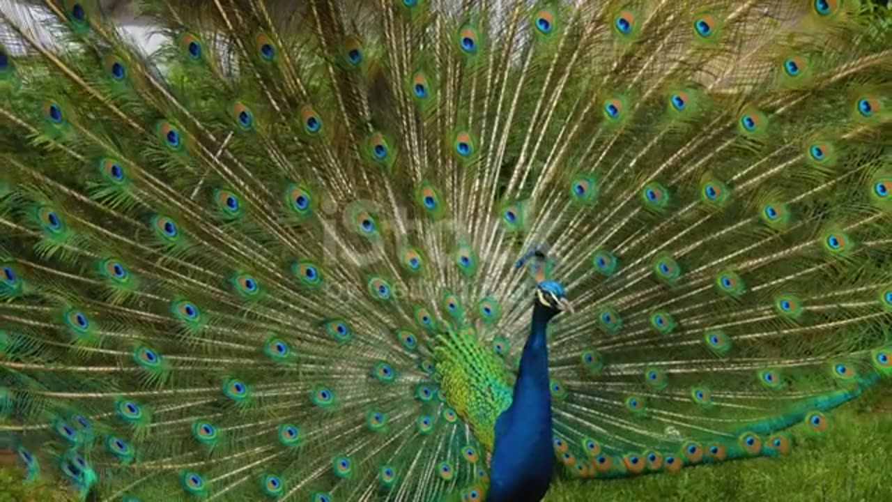 Peacock dance | animal dance