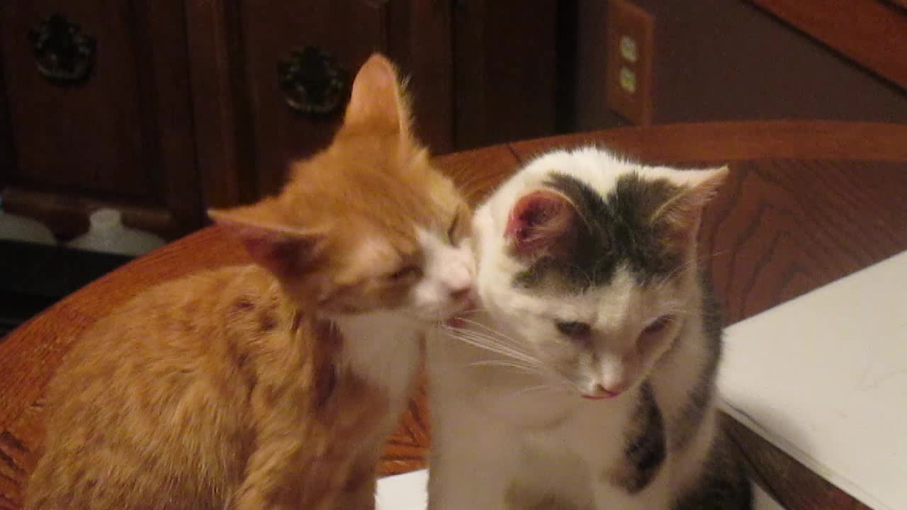 Pair of cute cats share kisses