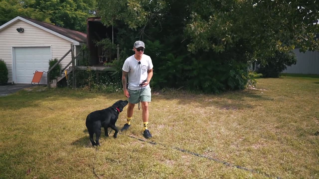 Dog training