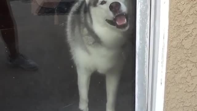 A dog that fastens the window
