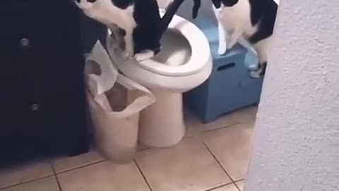 Funny animals 2023😆 - Funniest Cats and Dogs Video🐕🐈 50