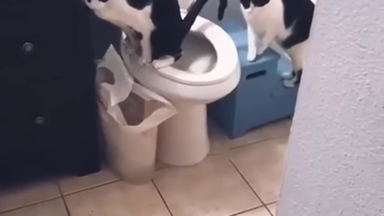 Funny animals 2023π - Funniest Cats and Dogs Videoππ 50