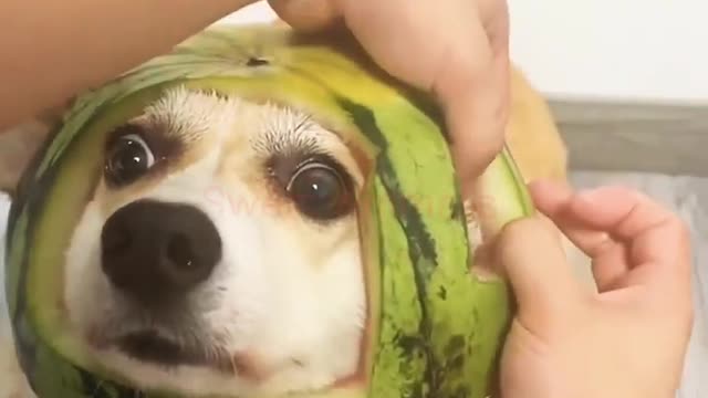 #shorts#TRY NOT TO LAUGH CHALLENGE #Sweet Animal's