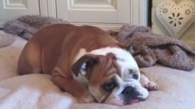 "Sleeping" Bulldog delivers surprise attack