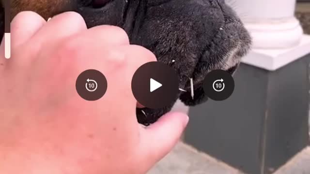 Dogs shouldn’t play with porcupines
