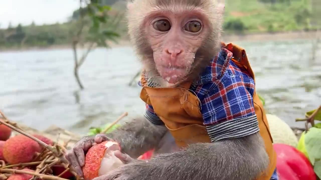 Bim Bim harvest watermelon to make juice for Baby monkey.