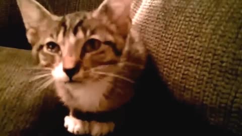Funny Cats meowing