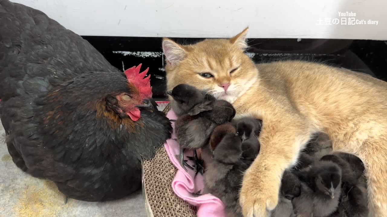 How The hen watched in amazement as the kitten hugged