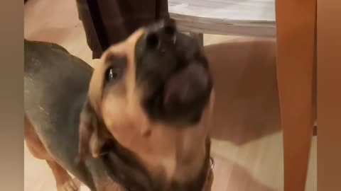 Mocha the muttt the art of bark