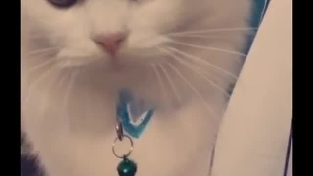 Cati vibes