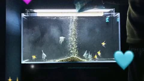 Lovely fishes