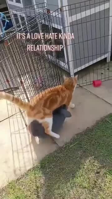 Bunny like to walk under the cat