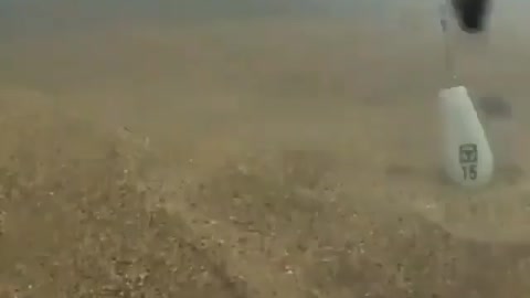 This is a beautiful and charming water-dwelling species