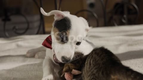 Dog and cat playing together / one of many video shots stock video