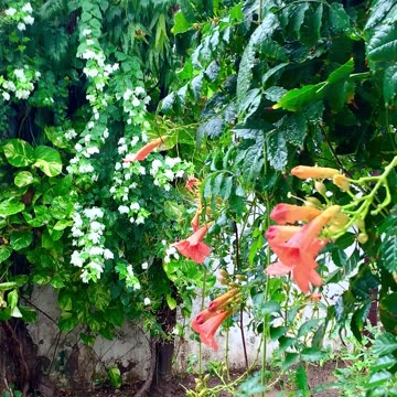 Beautiful Rain ☔️⛈️🌈