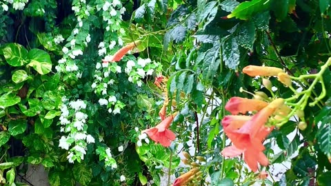 Beautiful Rain ☔️⛈️🌈