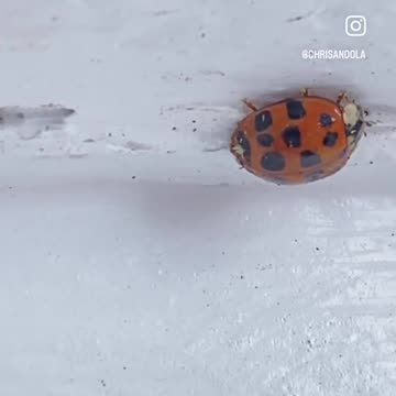 LADYBUG FIND!