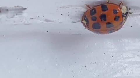 LADYBUG FIND!